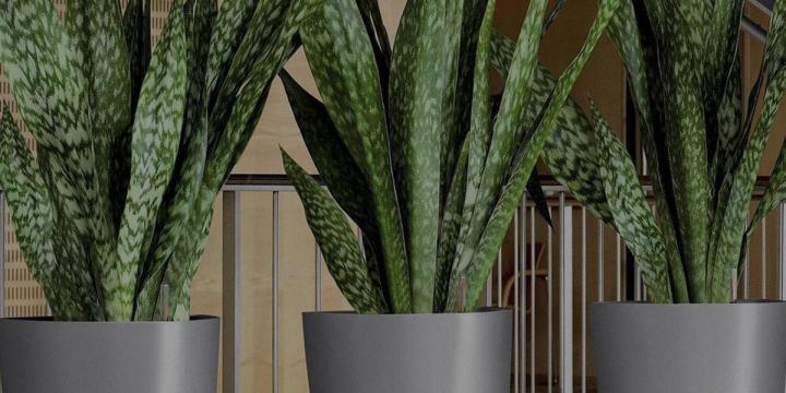 Plantes artificielles Neuilly-sur-Seine