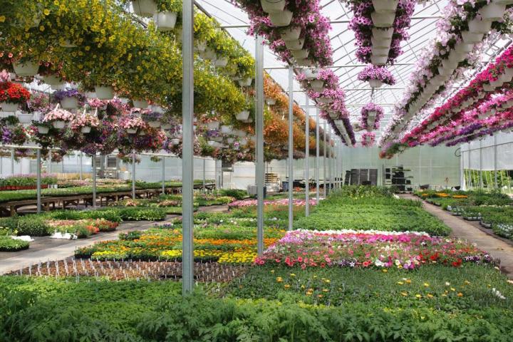 Vente de plantes naturelles à Neuilly-sur-Seine