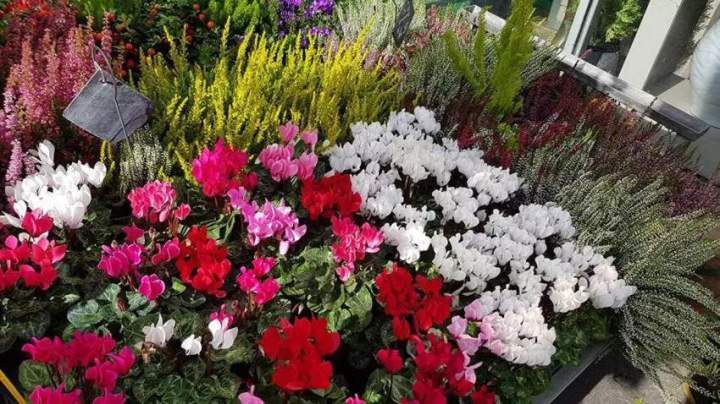 Massifs floraux Neuilly-sur-Seine