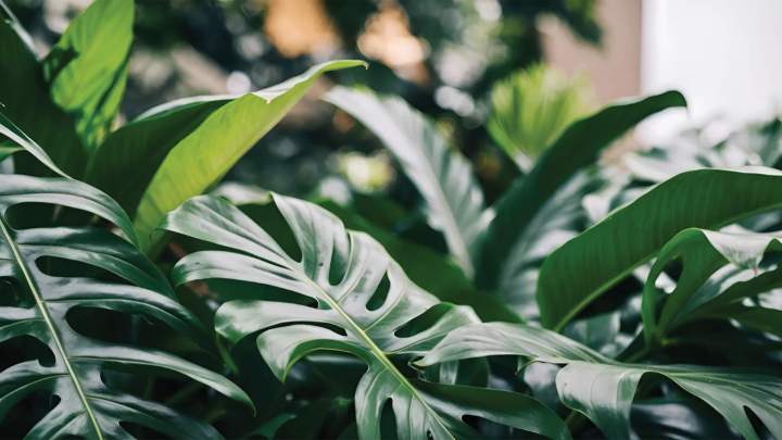 Plante verte Neuilly-sur-Seine