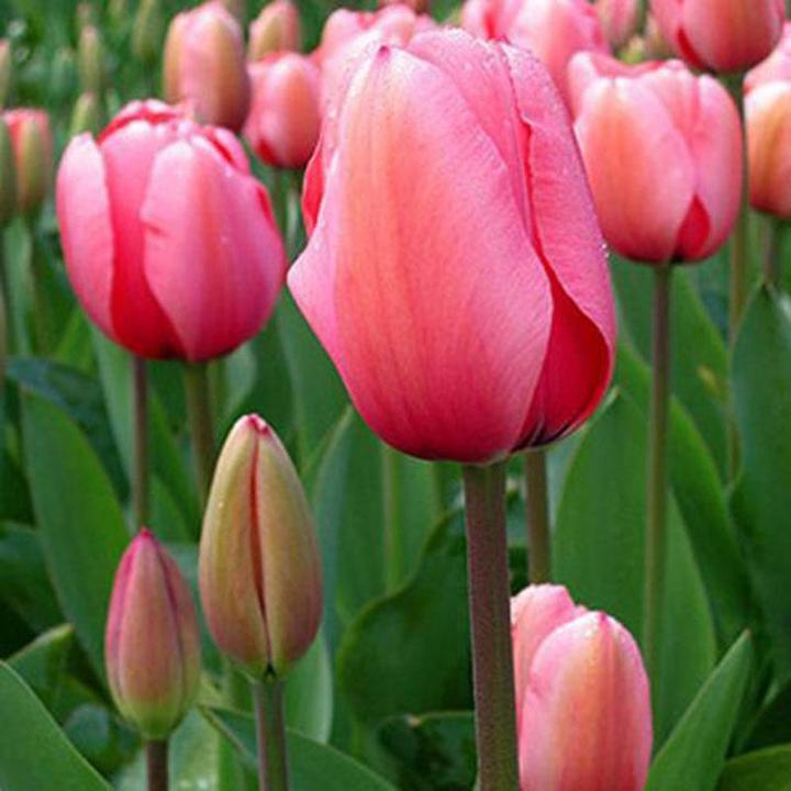 Aménagement de jardin Neuilly-sur-Seine