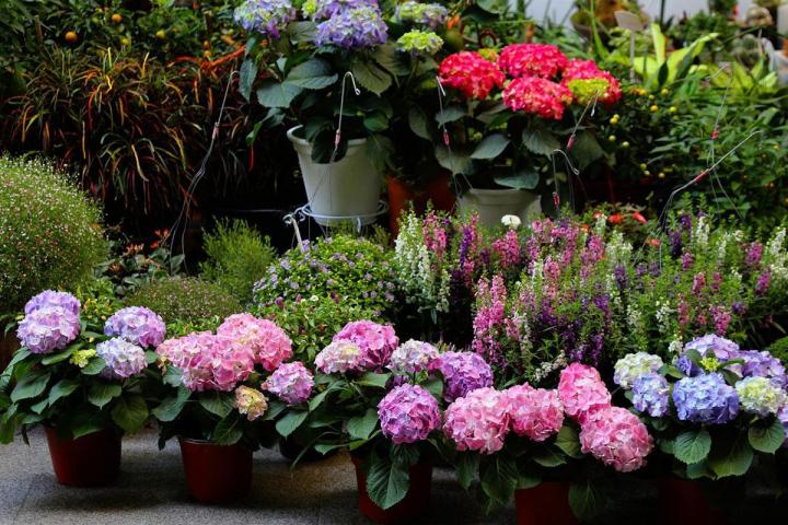 Des gazons aux conifères, nous vous proposons différents types de végétaux dans nos locaux à Neuilly-sur-Seine.