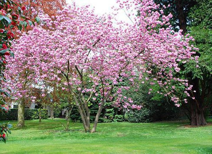 Des jardinières en vente à Neuilly-sur-Seine