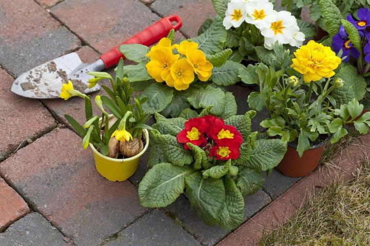 Vous trouverez les végétaux et outils dont vous avez besoin dans notre jardinerie à Neuilly-sur-Seine.